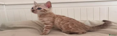 Bengal 5