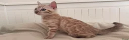 Bengal cats for sale: Tica Registered Bengal Kittens - Snow and Brown - Advert 4
