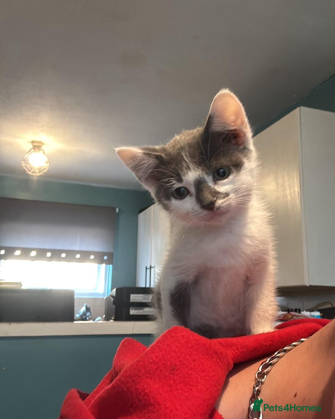 Mixed Breed cats Male kitten - Advert 14