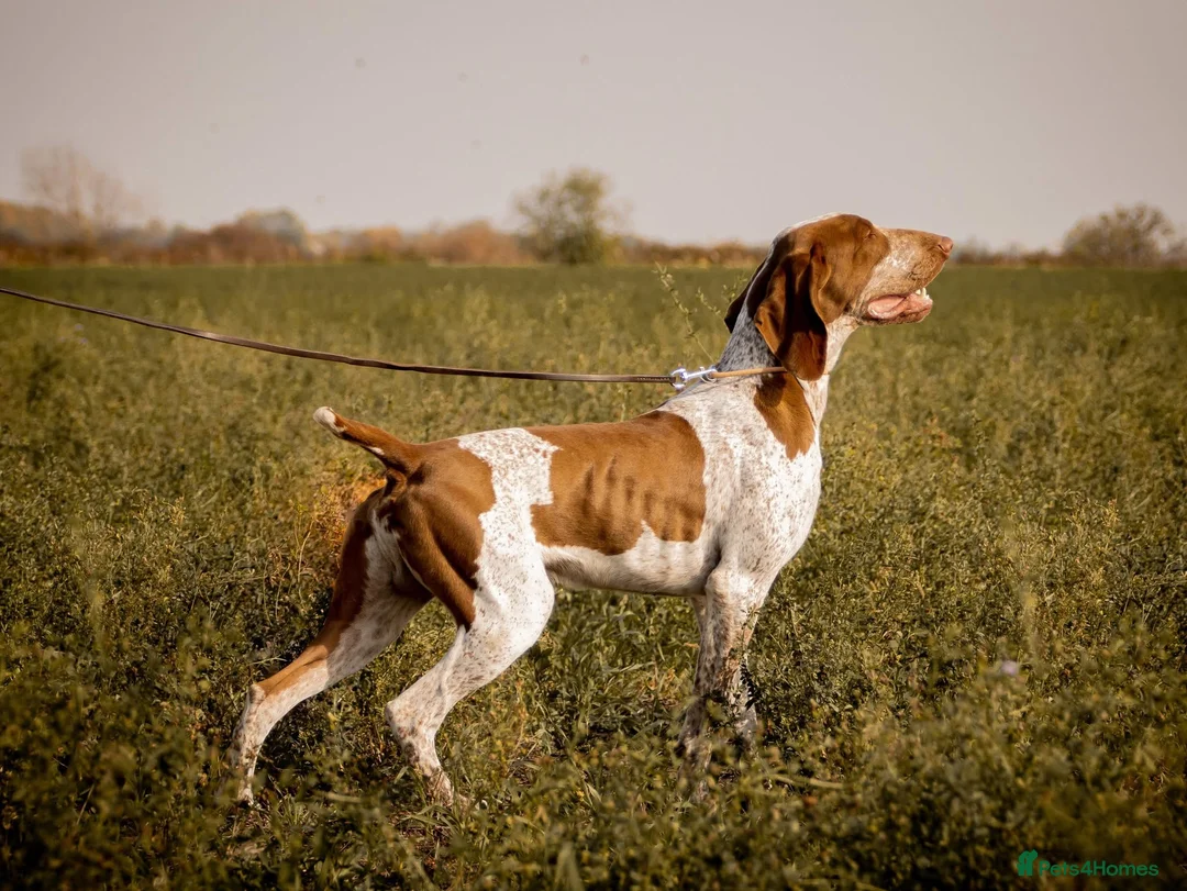 Bracco Italiano dogs for stud: Stunning Hun Ch Bracco Italiano at Stud - Advert 1