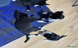 Mixed Breed cats for sale: Beautiful Kittens for sale - Image 3