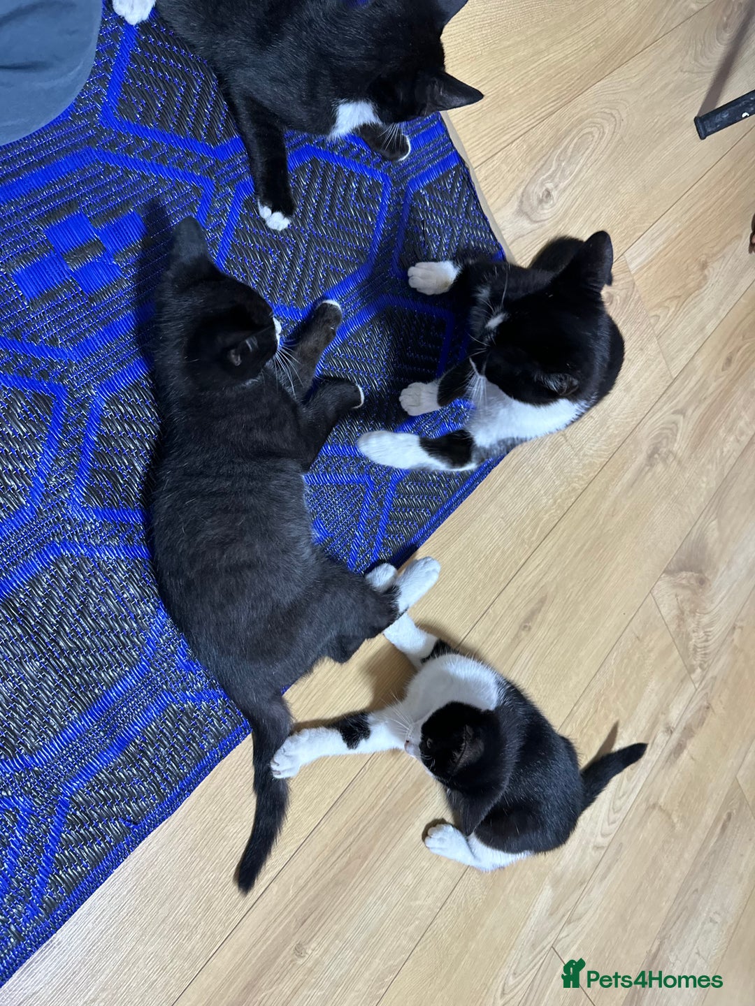 Mixed Breed cats for sale: Beautiful Kittens for sale - Image 3