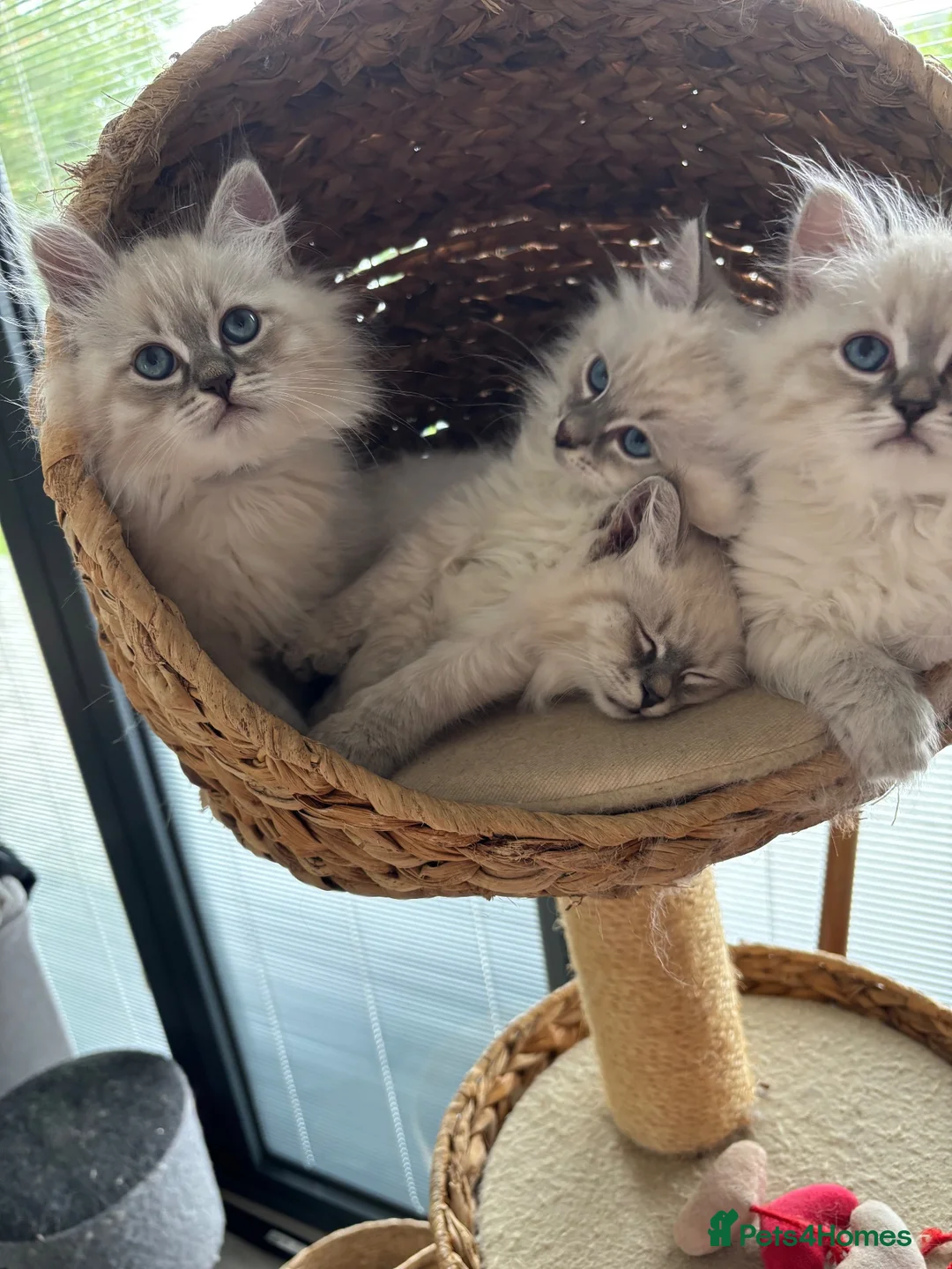 Siberian cats for sale: Registered Siberian kitttens - Advert 2