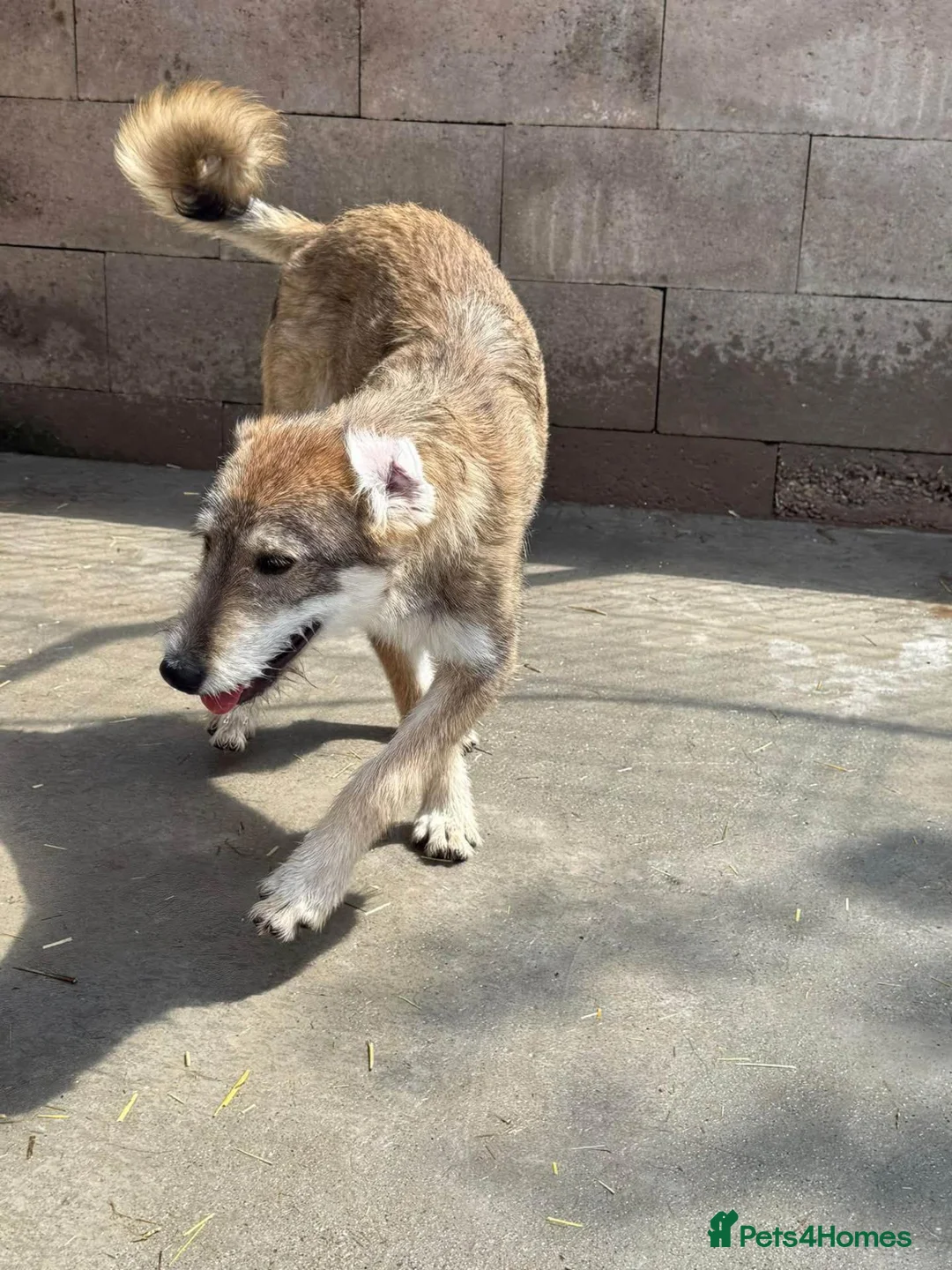 Mixed Breed dogs for adoption: Aspen is looking for a home with another dog! - Advert 6