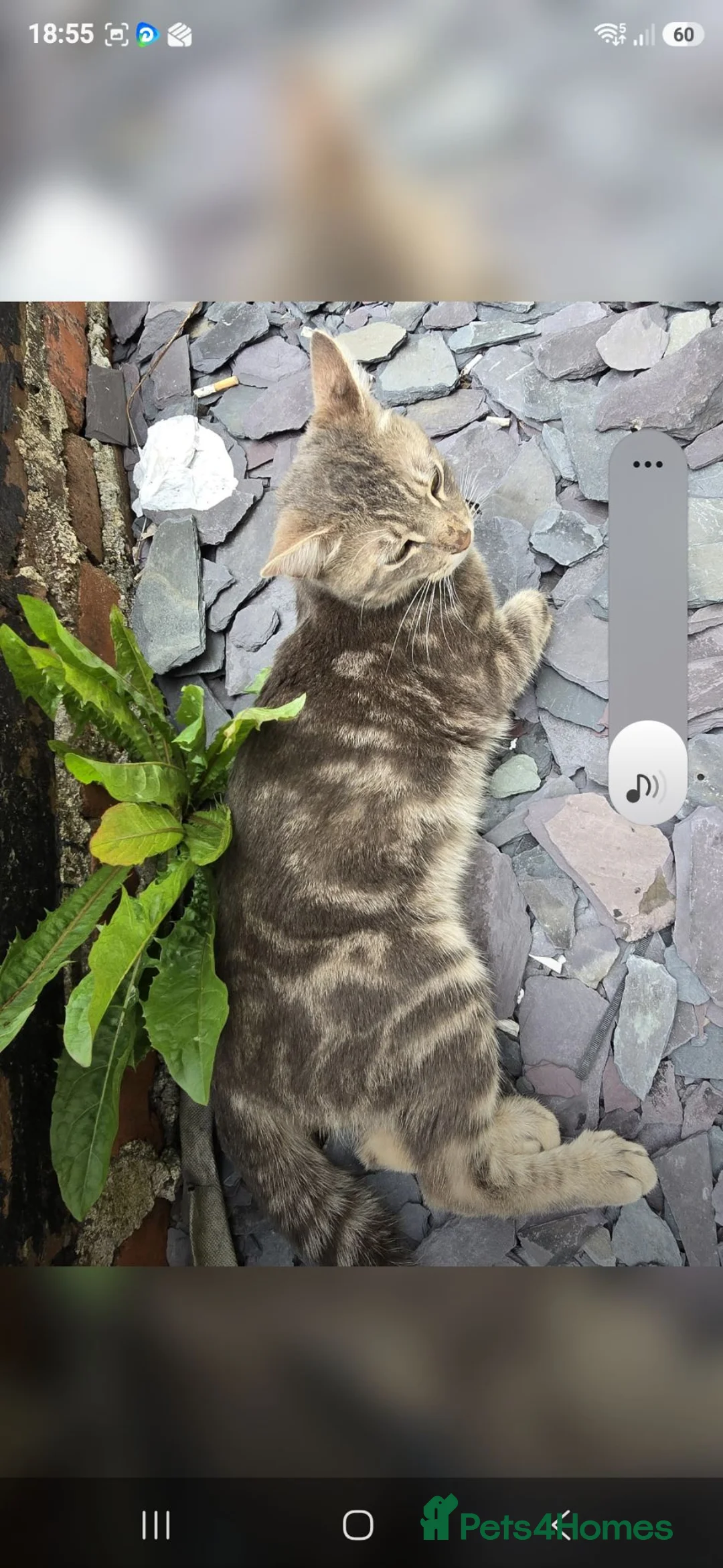 Mixed Breed cats for sale: Male cats  - Advert 2