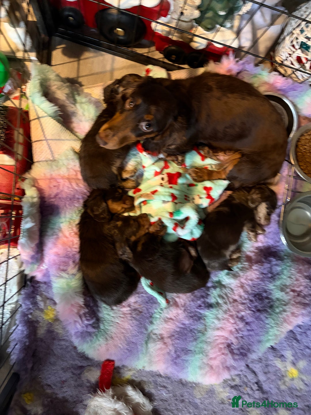 Miniature Dachshund dogs for sale: Chocolate and cream longhair miniature dachshunds  - Advert 7