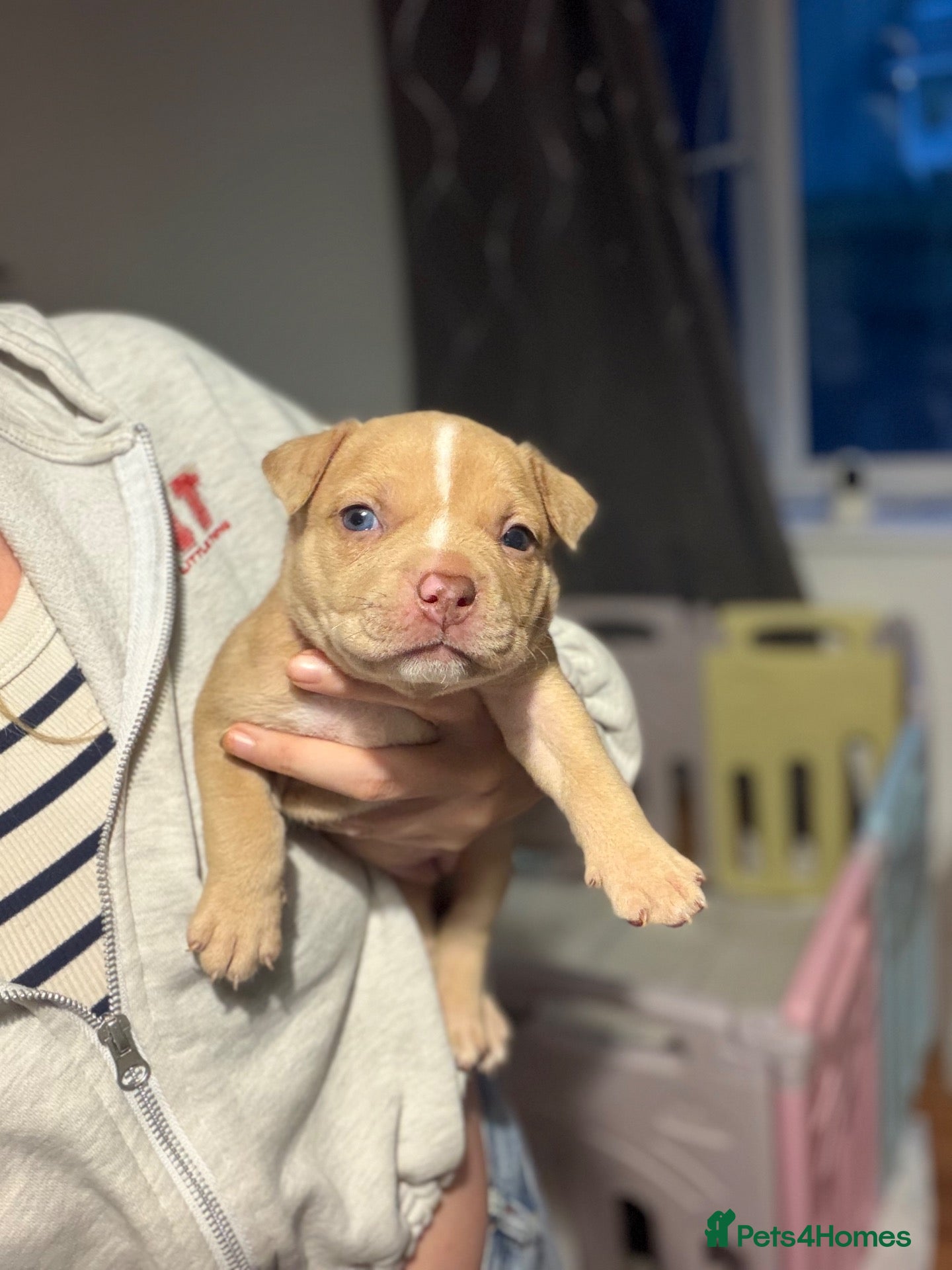 American Bully dogs 9 beautiful pocket bullies, ABKC registered  - Advert 6