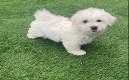 Maltese dogs for sale: Purebred Maltese Puppies Ready Now! - Image 3