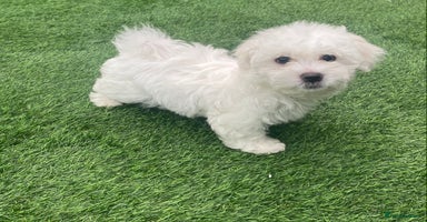 Maltese dogs - Advert 5