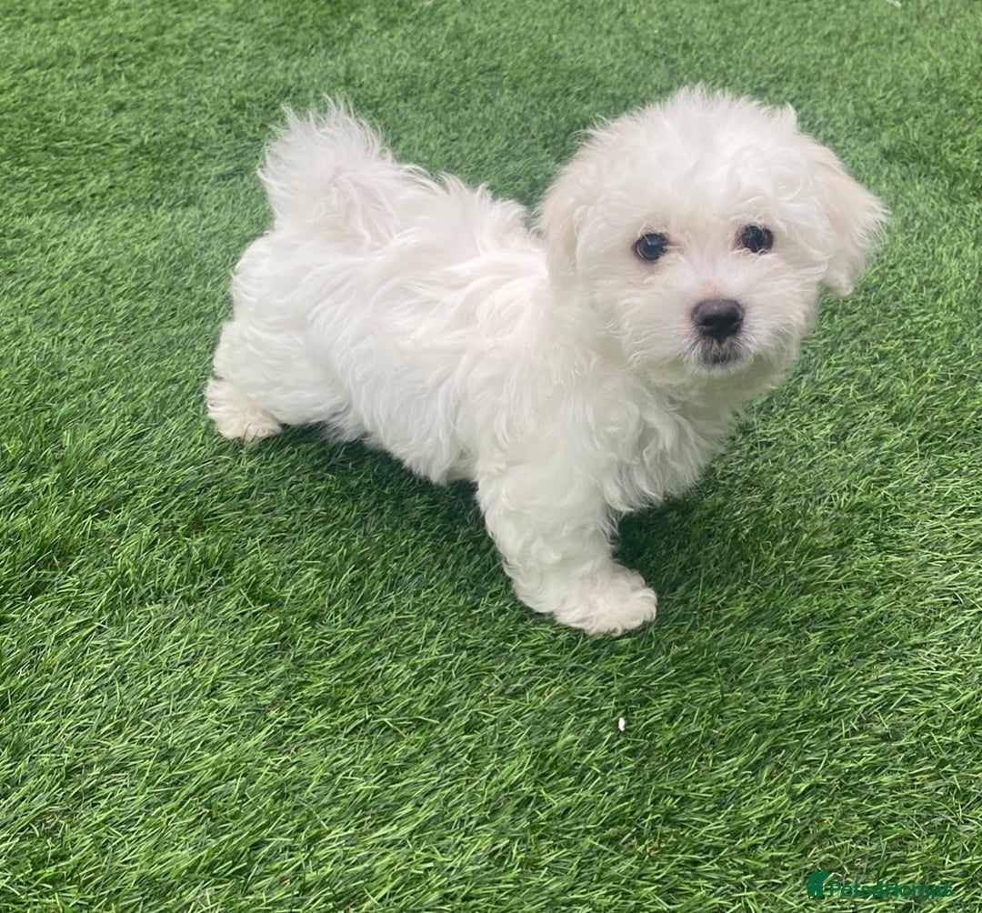 Maltese dogs for sale: Purebred Maltese Puppies Ready Now! - Image 3