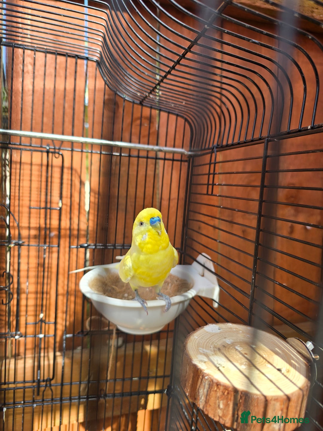 Budgerigars birds for sale: Beautiful Male budgies available for sale - Image 4