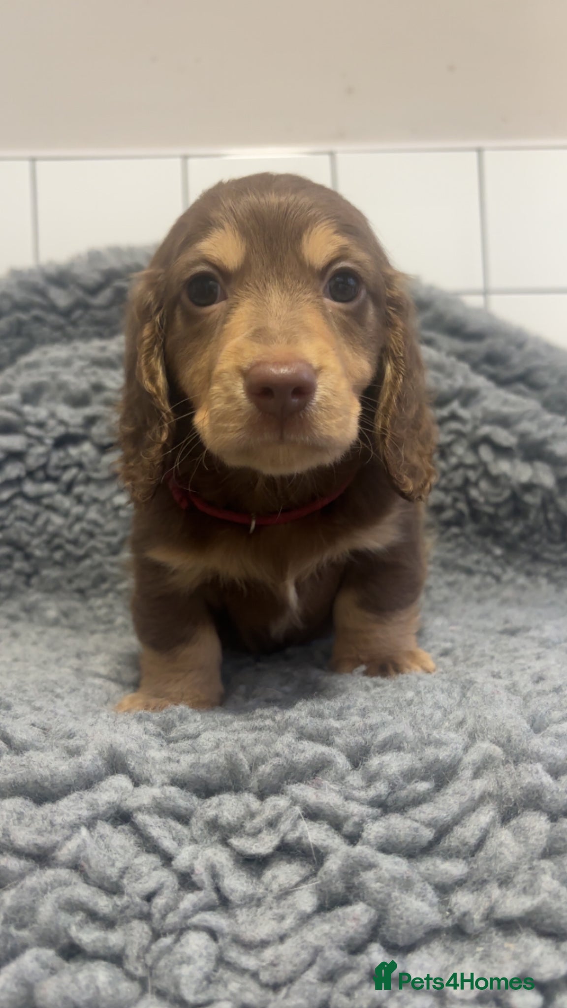 Dachshund dogs 2 gorgeous boy still left - Advert 5
