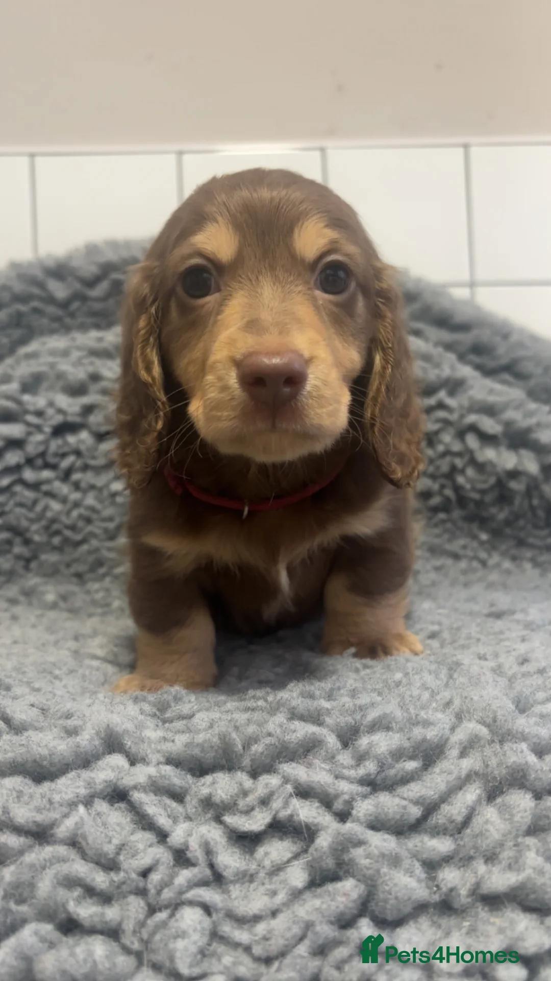 Dachshund dogs for sale: 2 gorgeous boy still left - Advert 1