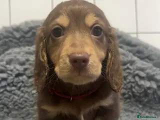 Dachshund dogs 2 gorgeous boy still left - Advert 5