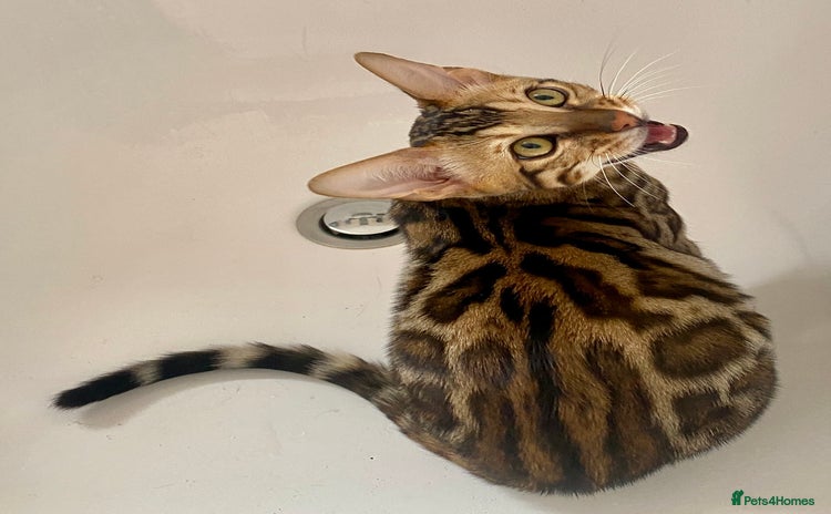 Bengal cats in Northampton - Advert 11