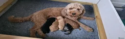 Cockapoo dogs for sale: 5 Rare Beautiful F1BB Toy Cockapoo Puppies!!  - Advert 10