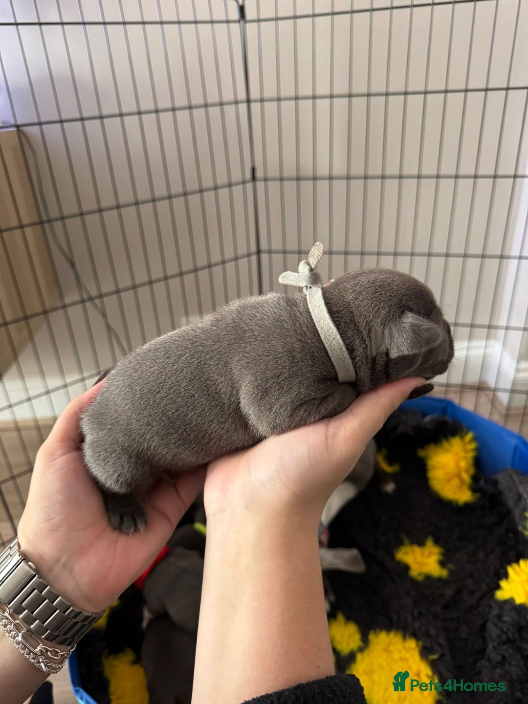 Staffordshire Bull Terrier dogs for sale: 🐶 KC Reg Staffordshire Bull Terrier Puppies 🐶 - Image 2