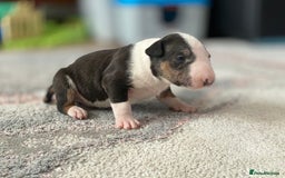 English Bull Terrier dogs for sale: English bull terrier puppy’s  - Image 13