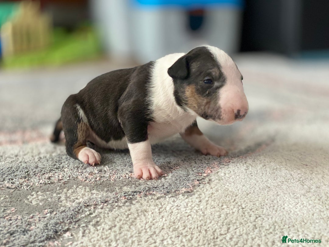 English Bull Terrier dogs for sale: English bull terrier puppy’s  - Image 13