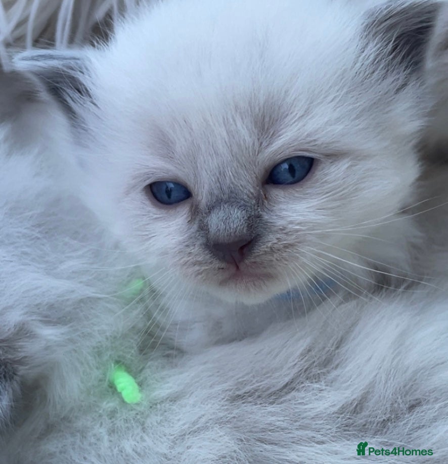 Ragdoll cats Precious Ragdoll Kittens - Advert 1