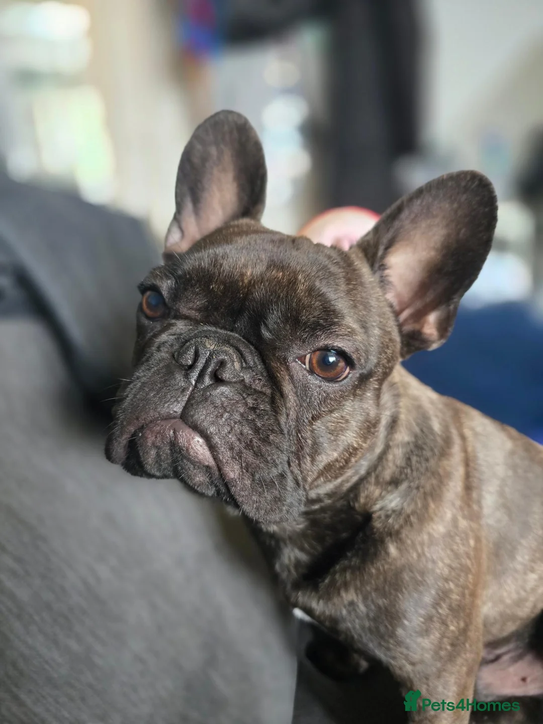 French Bulldog dogs for sale: Two French Bulldogs 14 months one boy and one girl in Chard - Advert 2