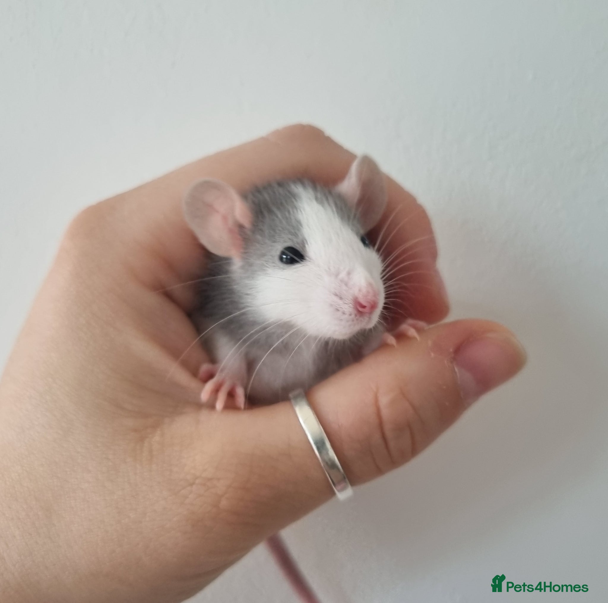 Rat rodents Dwarf Rats - Advert 1
