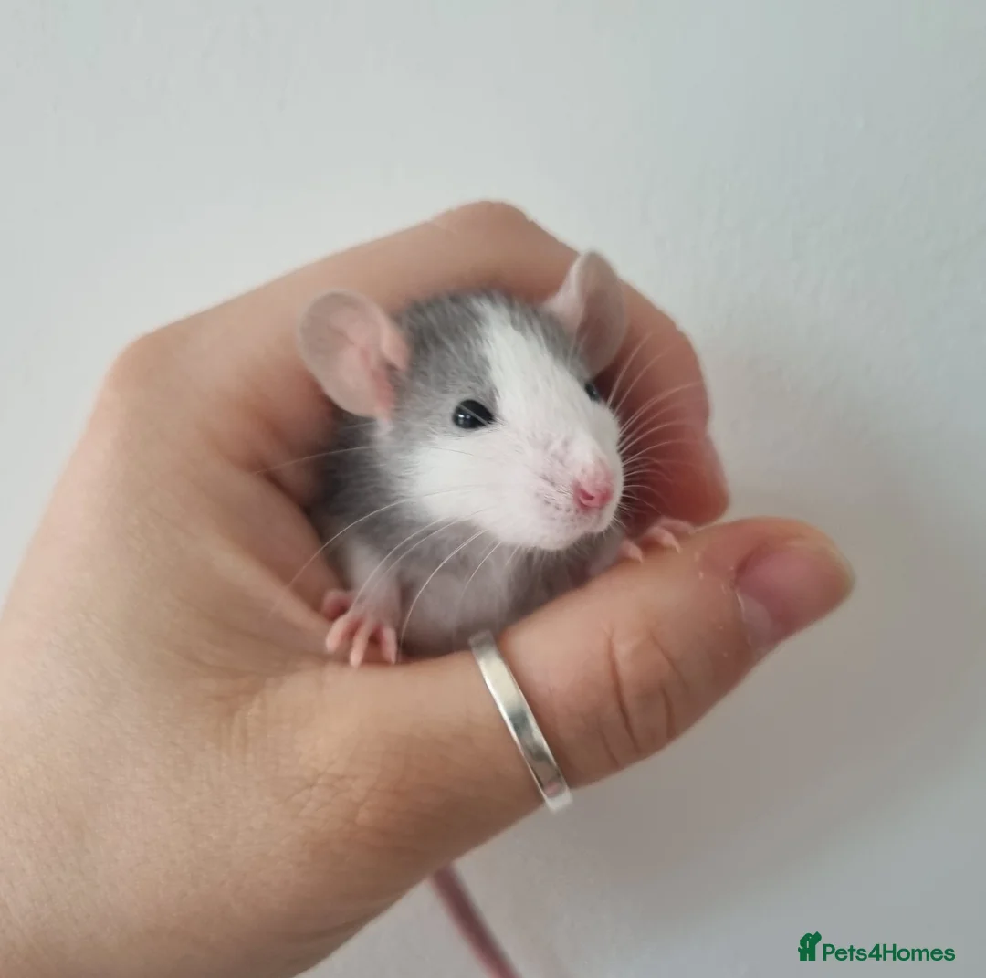 Rat rodents for sale: Dwarf Rats - Advert 1