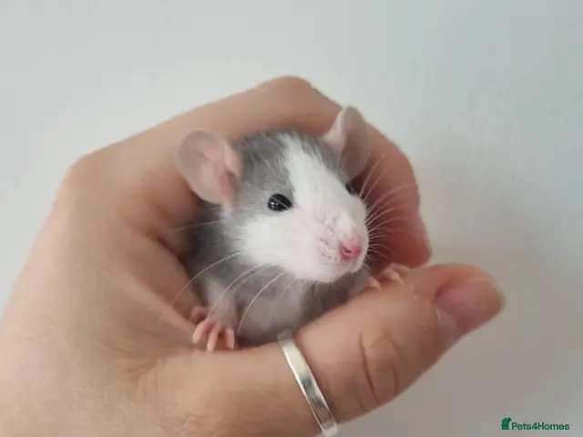 Rat rodents Dwarf Rats - Advert 1