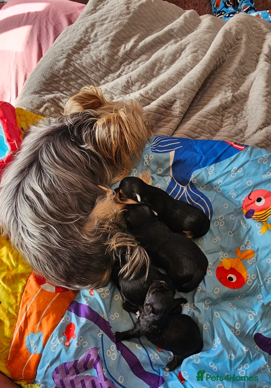 Morkie dogs for sale: Morkie puppies (2 girls and 1 boy) - Advert 9