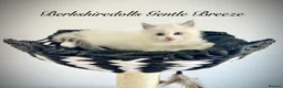 Ragdoll cats for sale: Gorgeous kittens with true ragdoll character - Advert 33