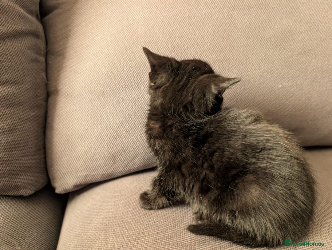 Domestic Shorthair cats for sale: Adorable domestic shorthair kittens, ready to go - Advert 9