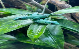 Lizard reptiles for sale: CB25 Green Keeled Lizards for Sale  - Image 4