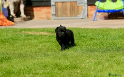 Labrador Retriever dogs for sale: Stunning litter of 6 Labrador Puppies  - Image 13
