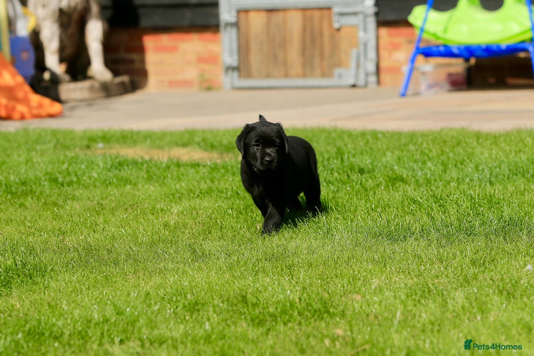 Labrador Retriever dogs for sale: Stunning litter of 6 Labrador Puppies  - Image 13