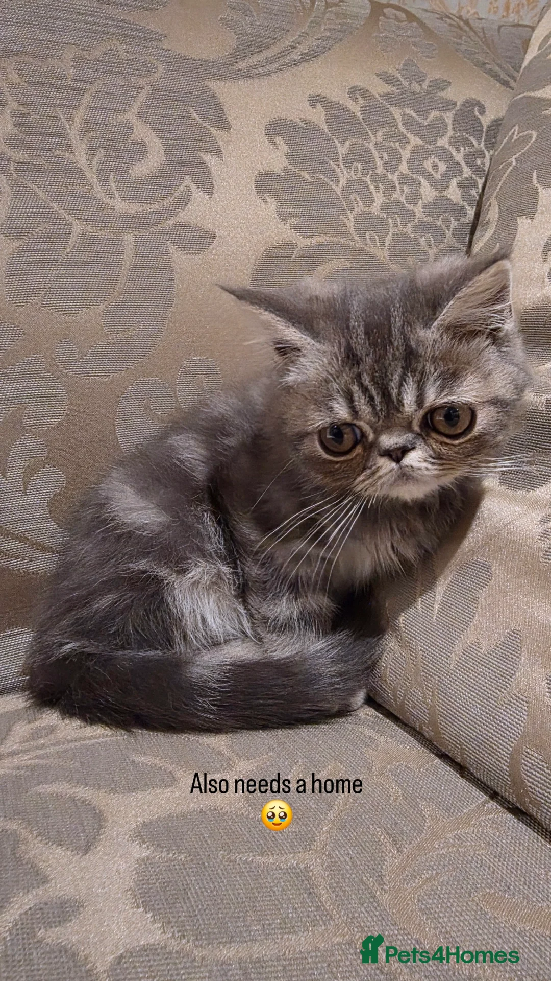 Exotic cats for sale: Super high quality Exotics - TICA reg pedigree - Image 18