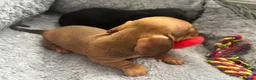 Dachshund dogs for sale: Miniature dashound - Advert 6