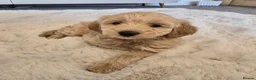 Maltipoo dogs for sale: 🐾 Beautiful Maltipoo Puppies – Home-Raised 🐾 - Advert 8