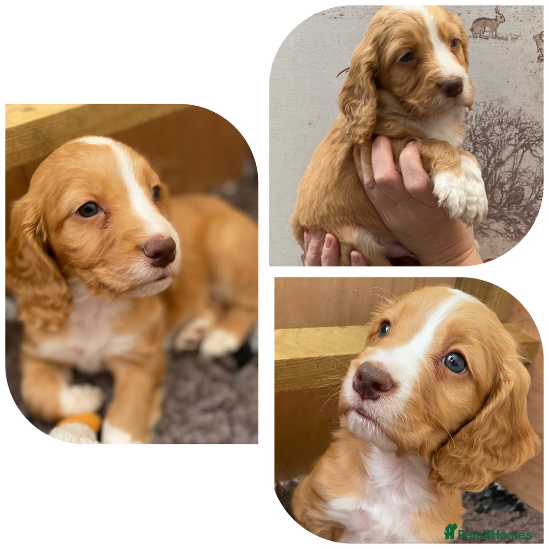 Cocker Spaniel dogs for sale: Beautiful KC Registered Working Cocker Spaniel Boy - Image 2