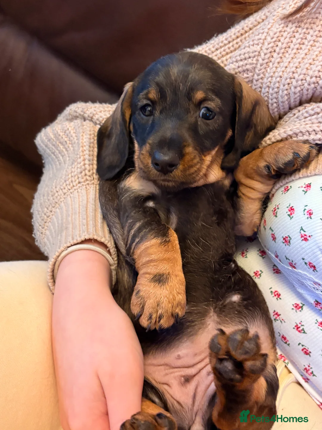 Dachshund dogs for sale: I have a beautiful litter of dachshund puppies  - Advert 4