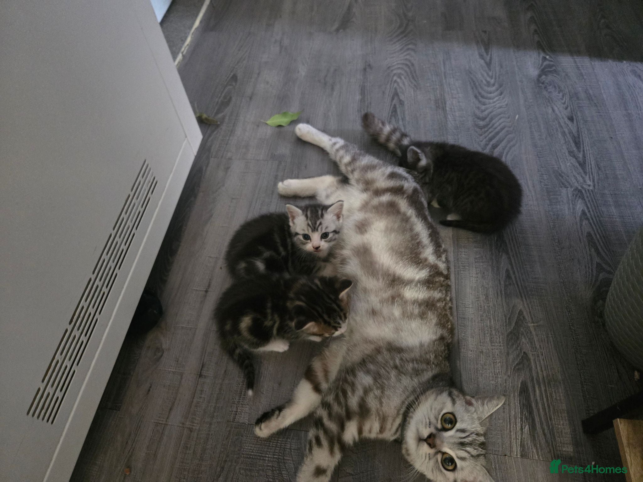 British Shorthair cats BSH kittens  - Advert 15