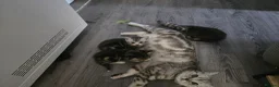 British Shorthair cats for sale: BSH x kittens  - Advert 1