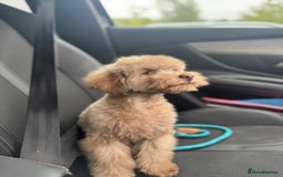Toy Poodle dogs for sale: full ASIAN toy poodle 5* licensed breeder import  - Image 6