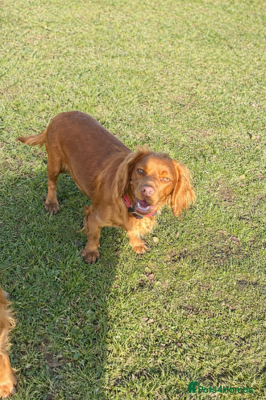 Cockapoo dogs for sale: Stunning F1 Cockapoos  - Advert 17