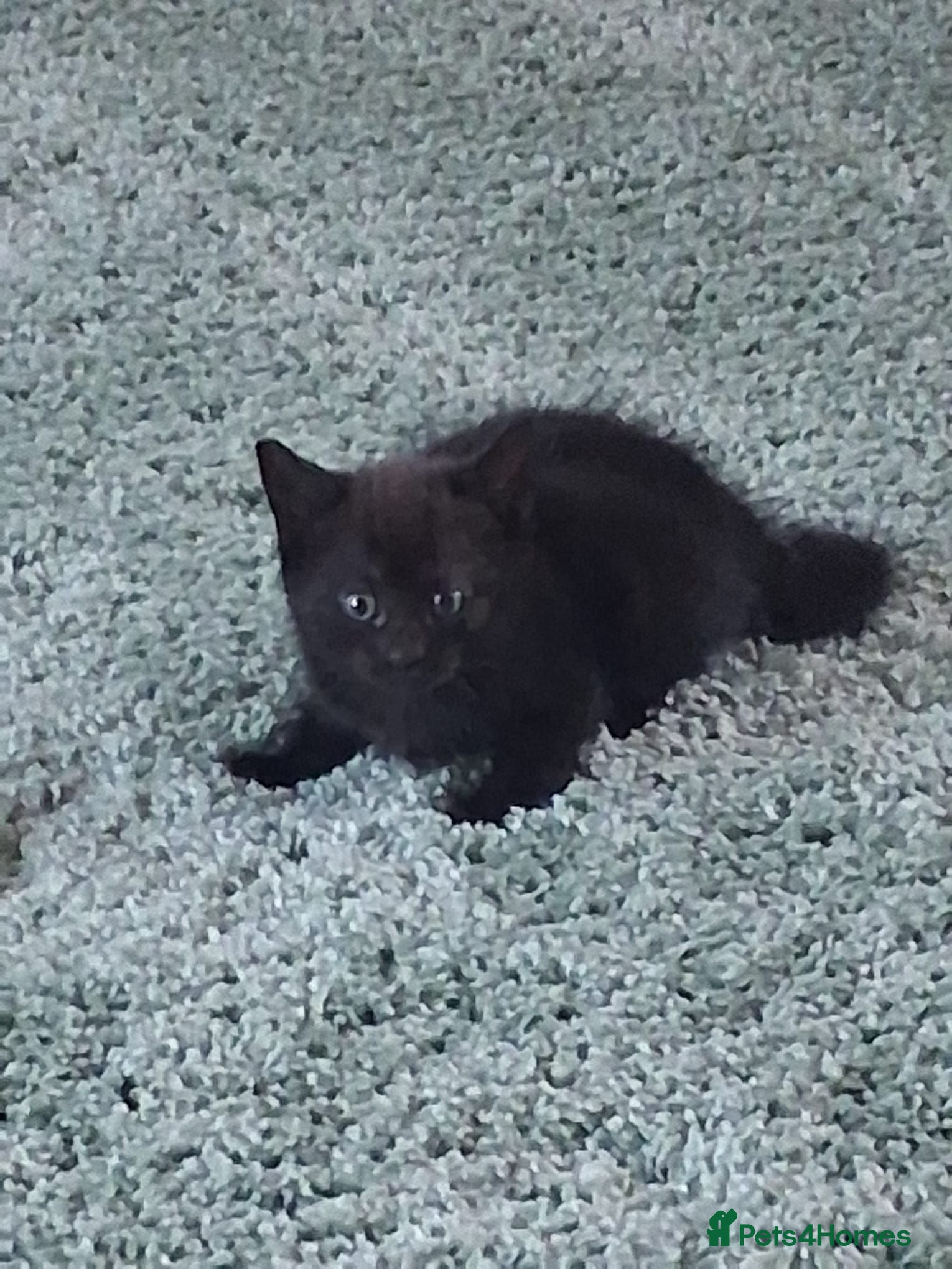 Mixed Breed cats Female kitten - Advert 15