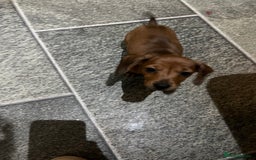 Miniature Dachshund dogs for sale: Beautiful miniature dachshund puppies  - Image 10