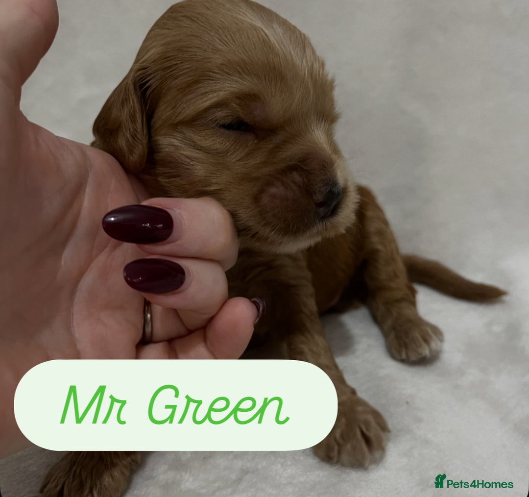 Australian Labradoodle dogs for sale: Quality Multigen Australian Labradoodle Puppies  - Advert 8