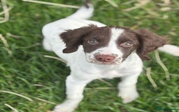 English Springer Spaniel dogs for sale: Stunning KC registered Springer Spaniel Girl  - Image 1