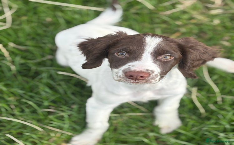 English Springer Spaniel dogs - Advert 6