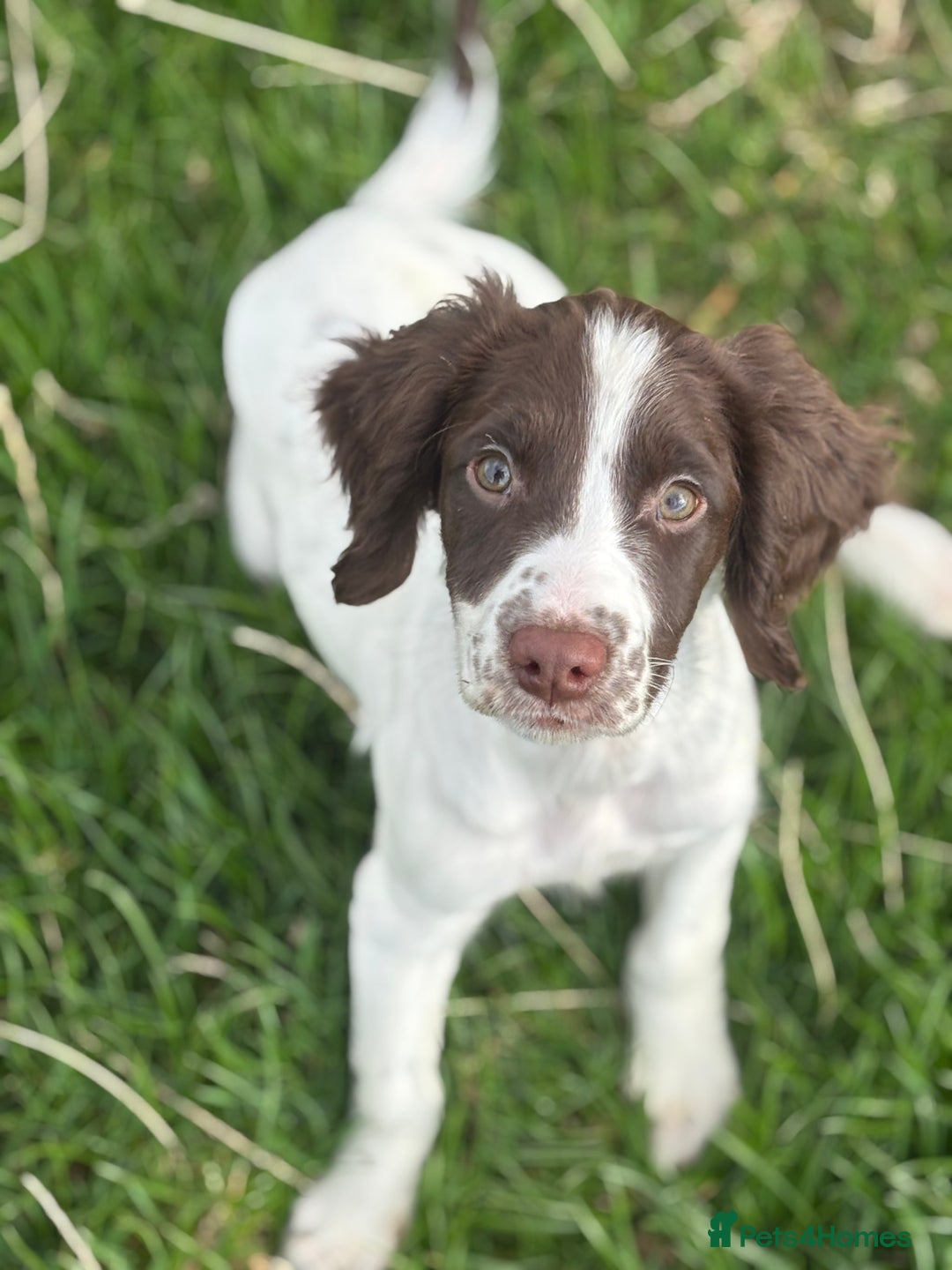 English Springer Spaniel dogs for sale: Stunning KC registered Springer Spaniel Girl  - Image 1