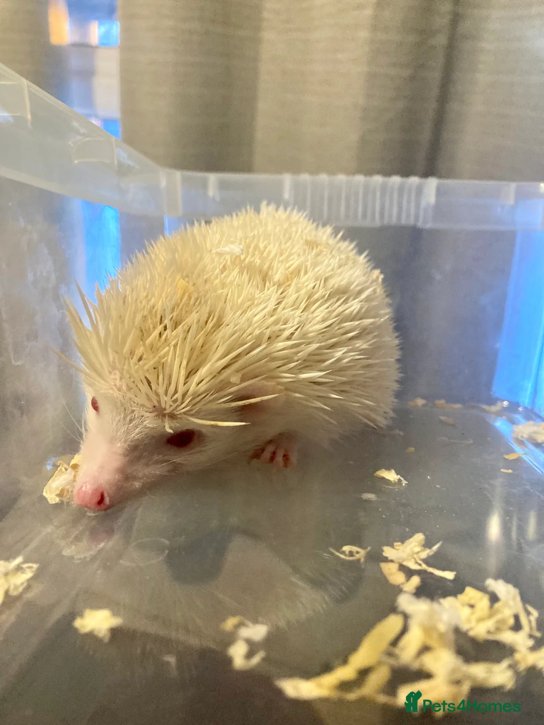 Sugar Glider rodents for sale: Baby leu sugar gliders and Pygmy hedgehogs  - Advert 6